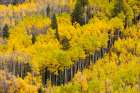 USA, Colorado, San Juan National Forest. Autumn-colored aspen forest. Art Print